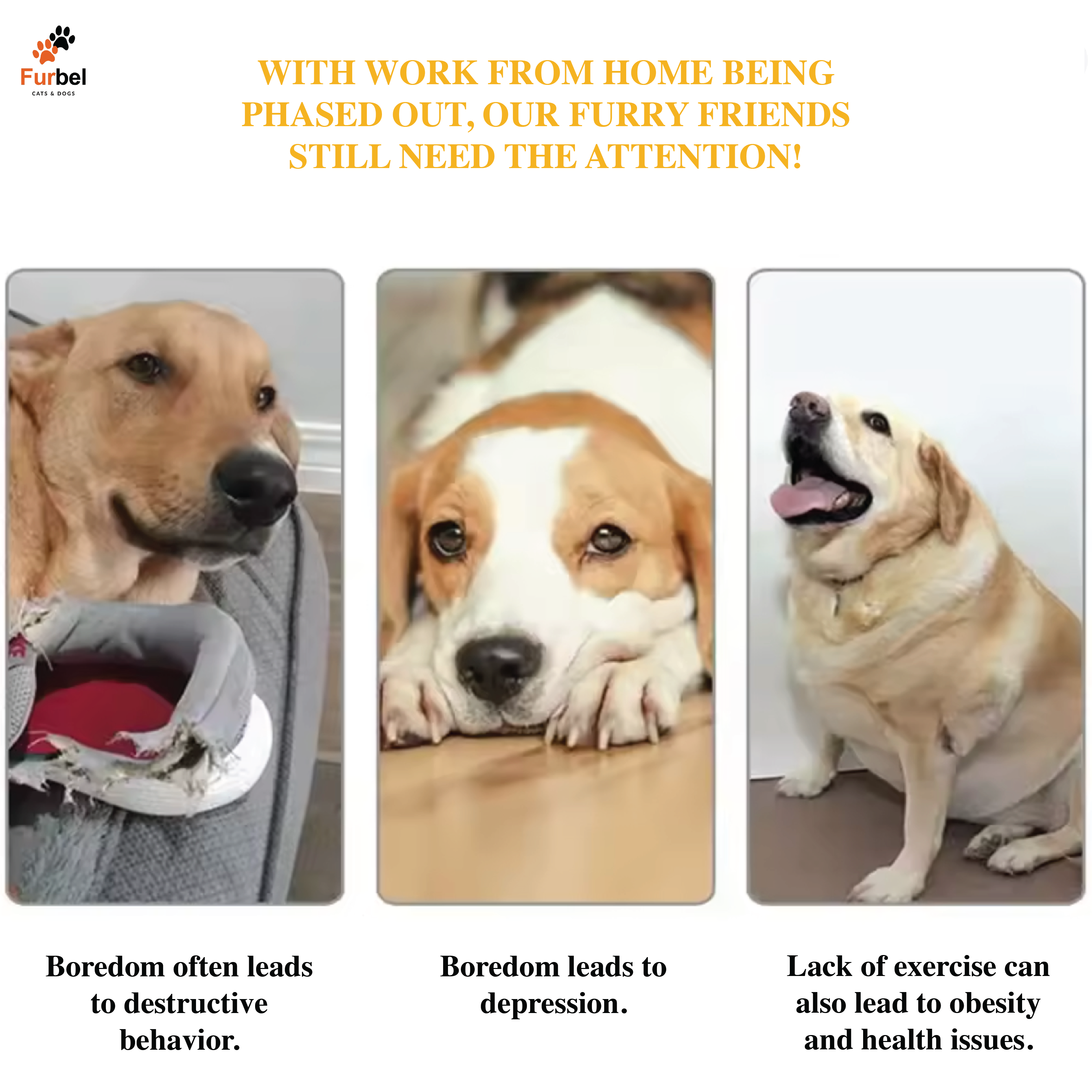 Automatic Ball Launcher Dog Toy