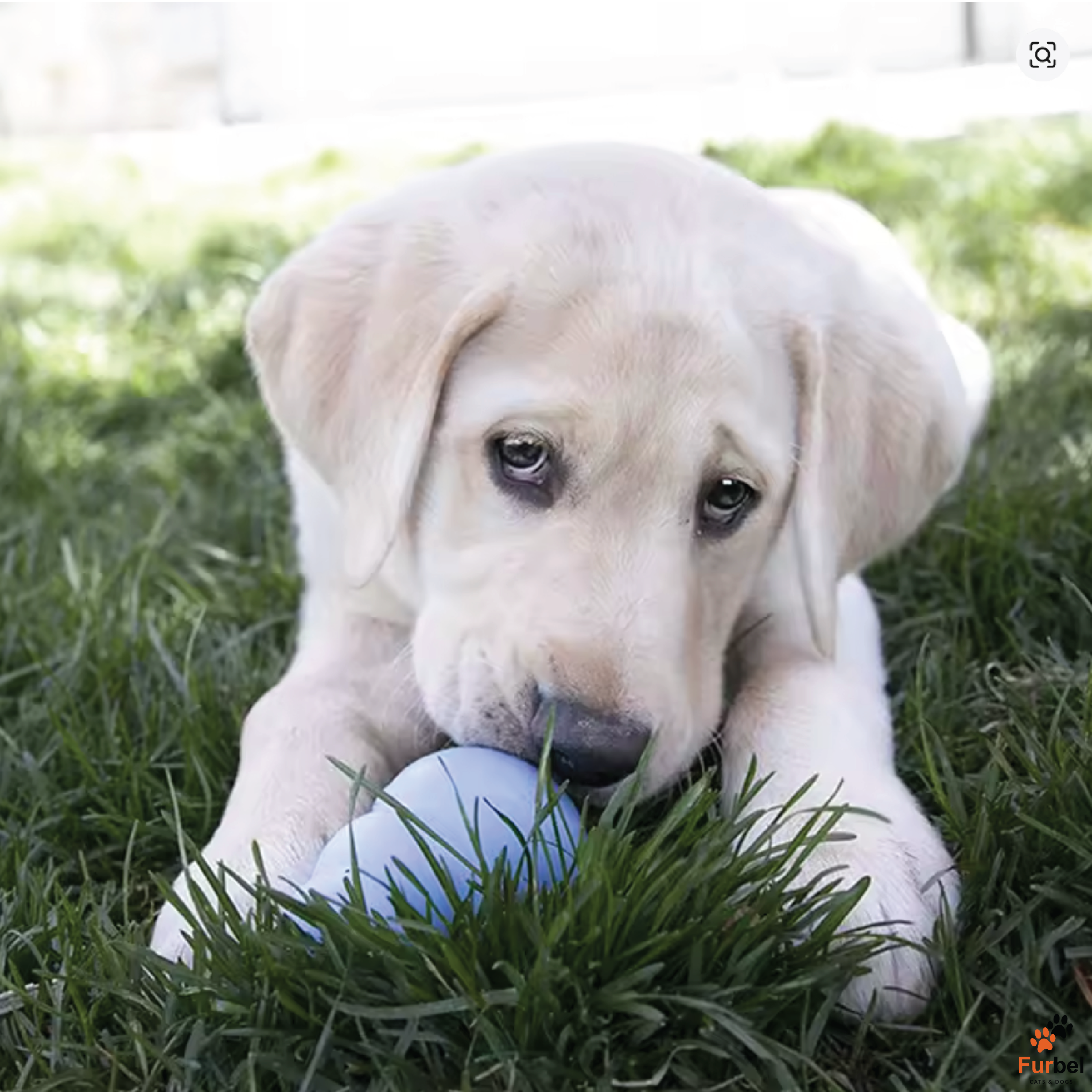 Kong Puppy Chew Treat Toy (All Sizes)