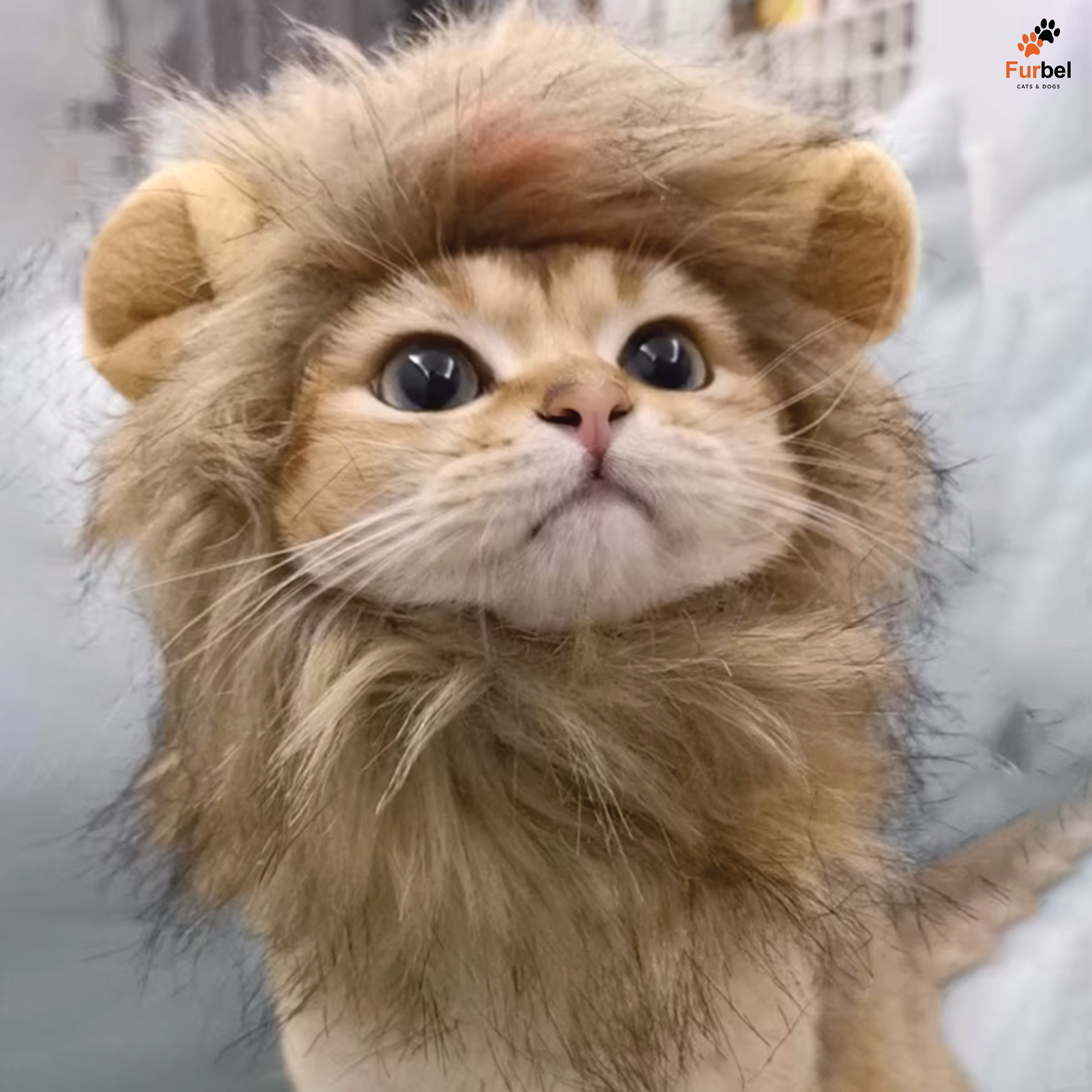 Lion Mane Hat For Cats and Small Dogs