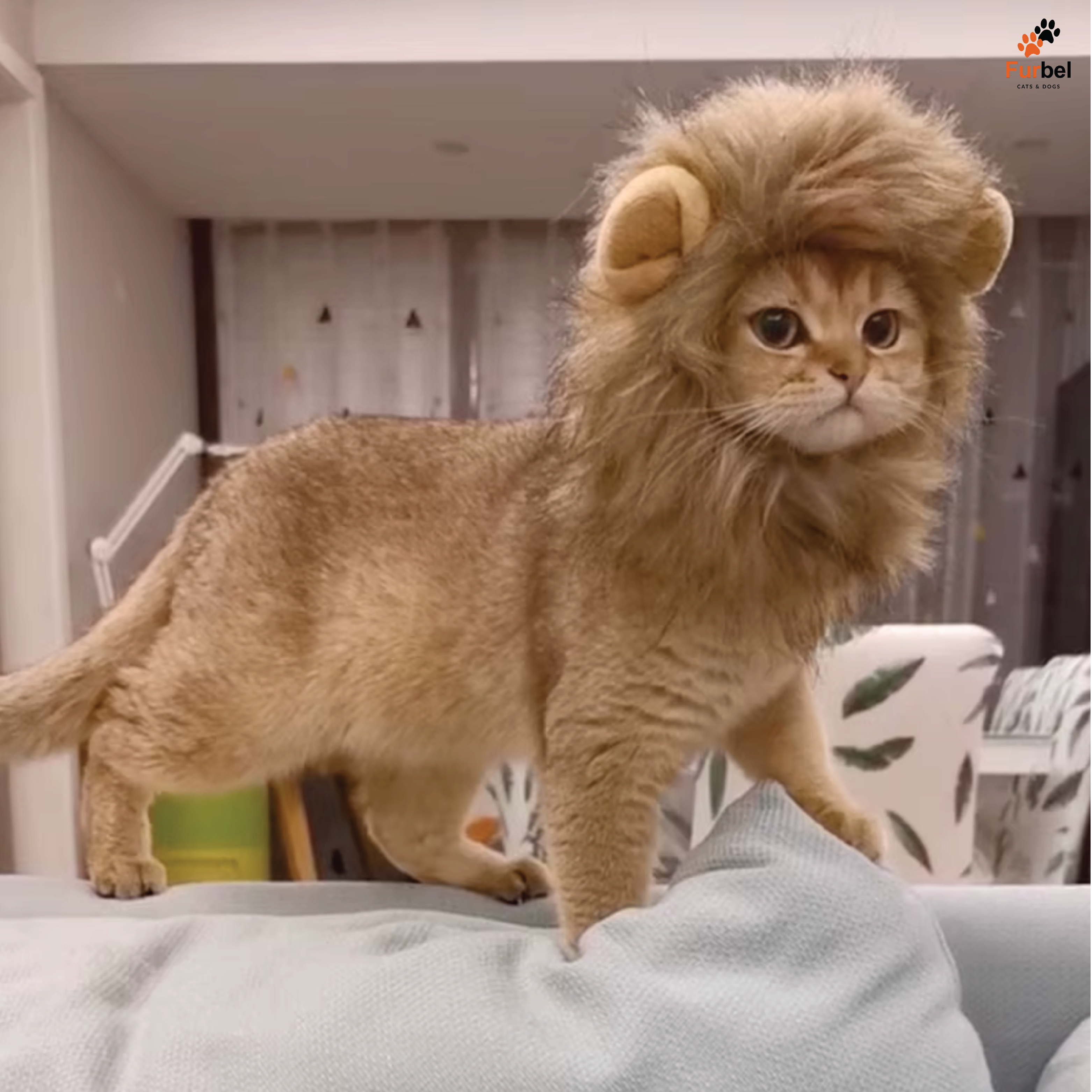 Lion Mane Hat For Cats and Small Dogs