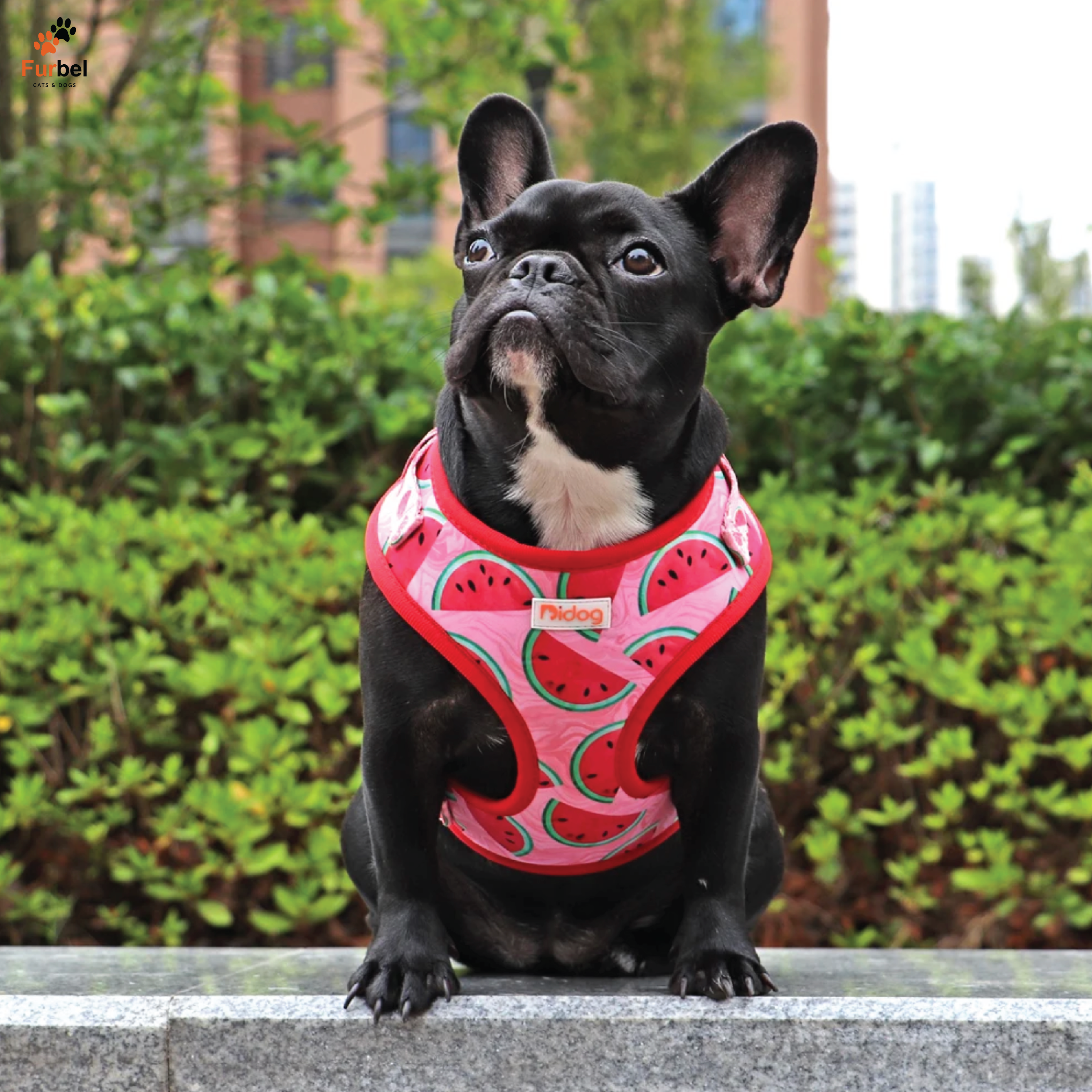 Bright Print Padded Harness For Dogs